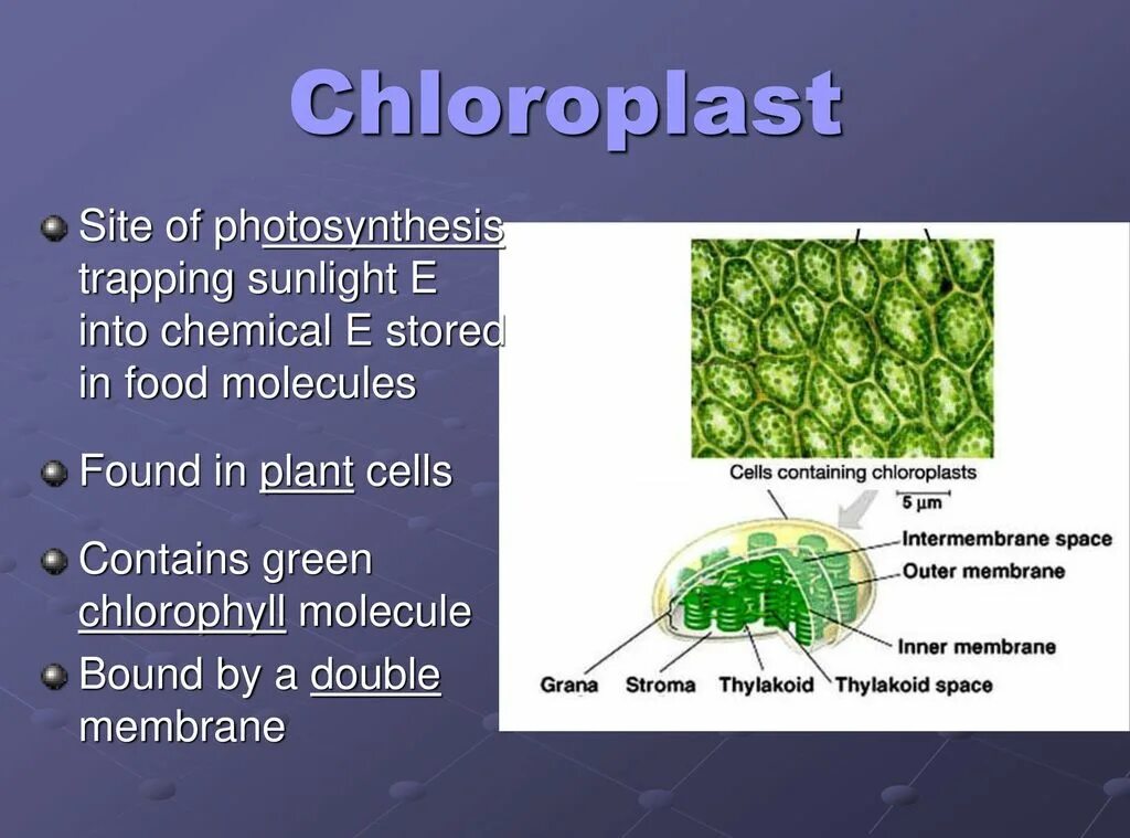 Какие клетки содержат хлорофилл. Хлорофилл в клетках мха содержат. cell structure that produces glucose. absorb energy.