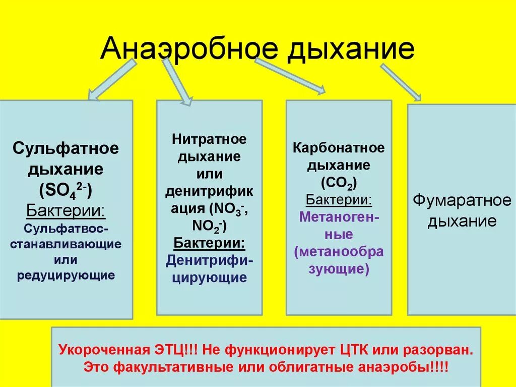 Анаэробное нитратное дыхание. Сульфатное дыхание бактерий схема. Типы дыхания аэробное и анаэробное. Аэробное дыхание примеры. Примеры аэробных