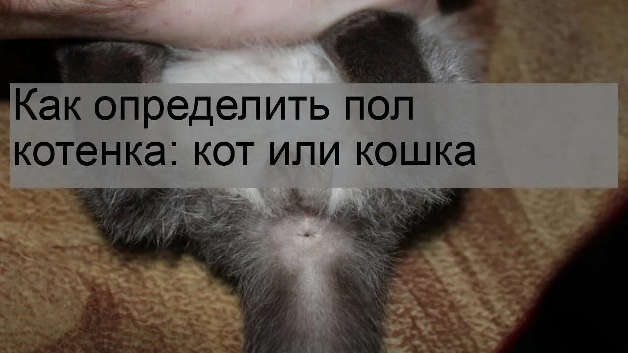 Как определить кота от кошки. Как отличить котика от кошечки. как определить кот или кошка. кот или кошка по морде.