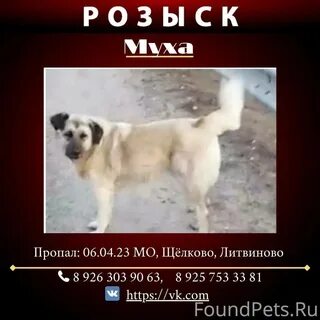 Как псу муха подобрать русский эквивалент