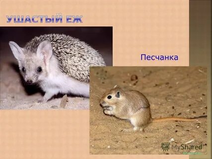 Песчанка описание