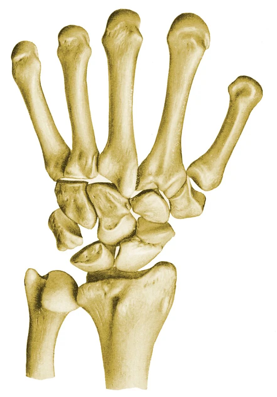 Кости запястья. Губчатые кости. Короткие кости. Короткие кости человека.