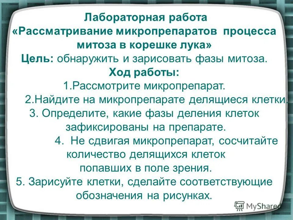 Изучение фаз митоза в клетках корешка лука. Микропрепарат митоз в клетках корешка лука. Исследование митоза в клетках корешка лука. Л. Митоз в клетках корешка лука.