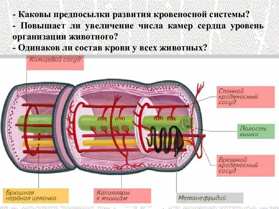 Кольцевые черви полость тела. Вторичная полость дождевого червя. Полость тела дождевого червя. Внутреннее строение дождевого червя. Дождевой червь вторичная полость тела.