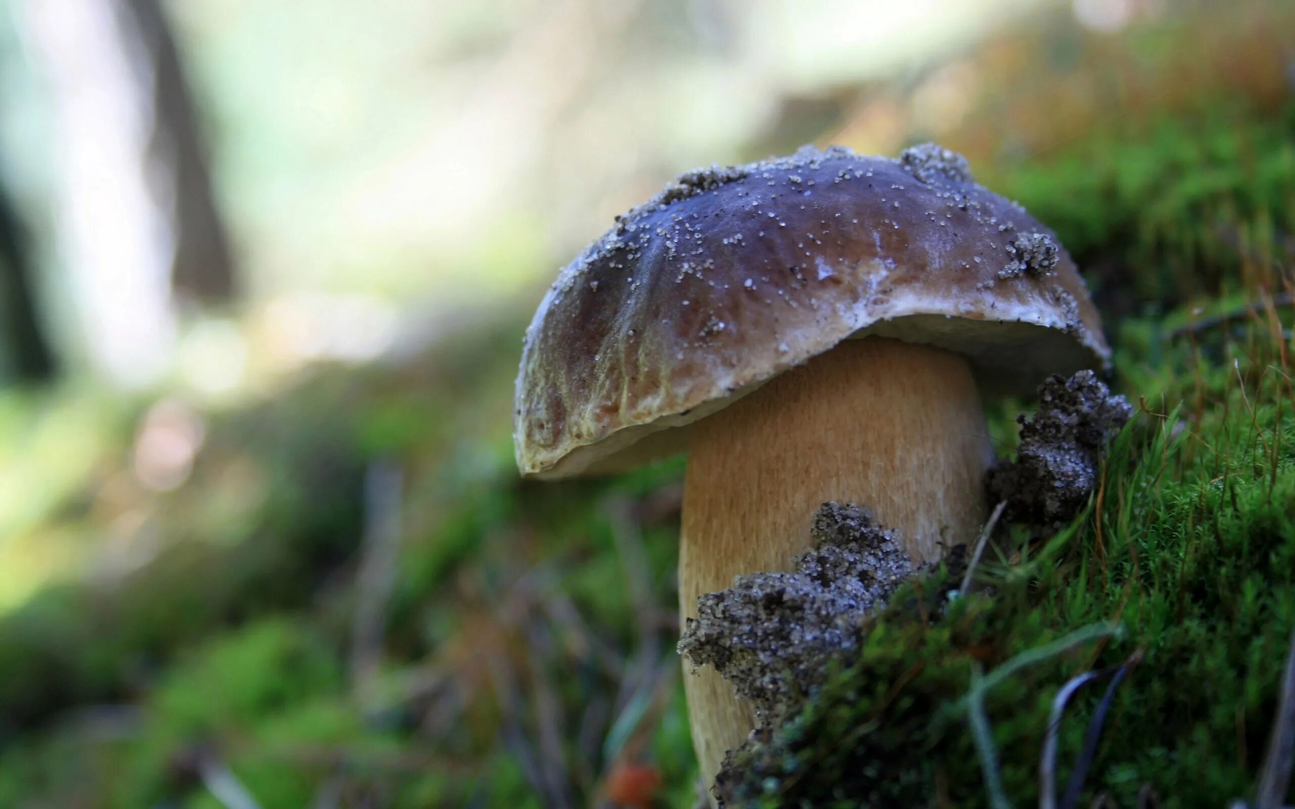 Грибы в лесу. Белый гриб. Белые грибы в лесу. Белые грибы в ягеле. Белый гриб в природе