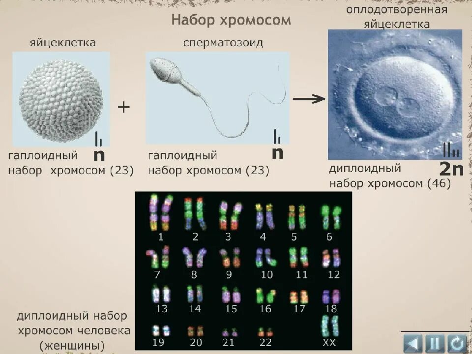 Зигота содержит гаплоидный набор хромосом. Набор хромосом сперматозоида. спермий набор хромосом. смермий наблр хромосом. набор хромосом яйцеклетки.