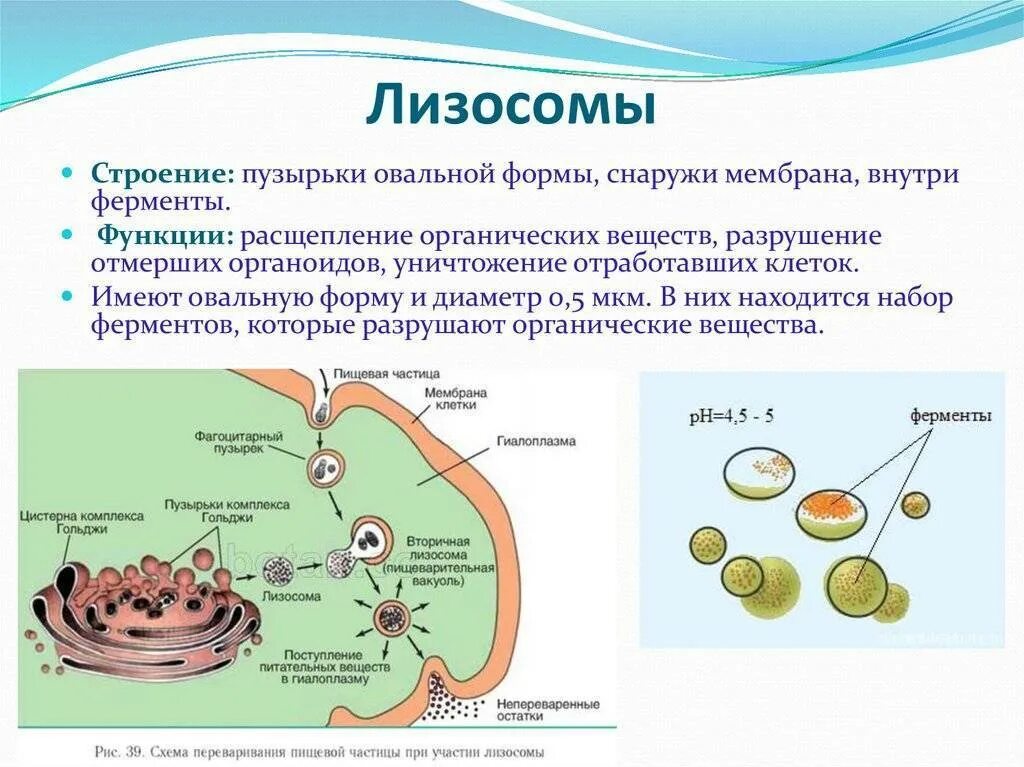 Рибосома процесс впр. Лизосома функции органоида. Строение органоида лизосомы. Лизосомы строение органоида и функции.