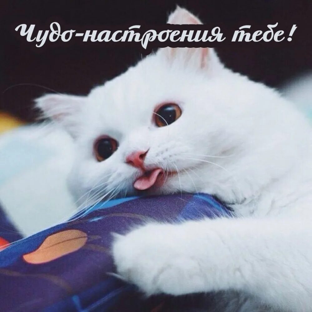 Мимими ми. Мими котики. котята ми ми ми. кошечки мимими. мими кошка белая.