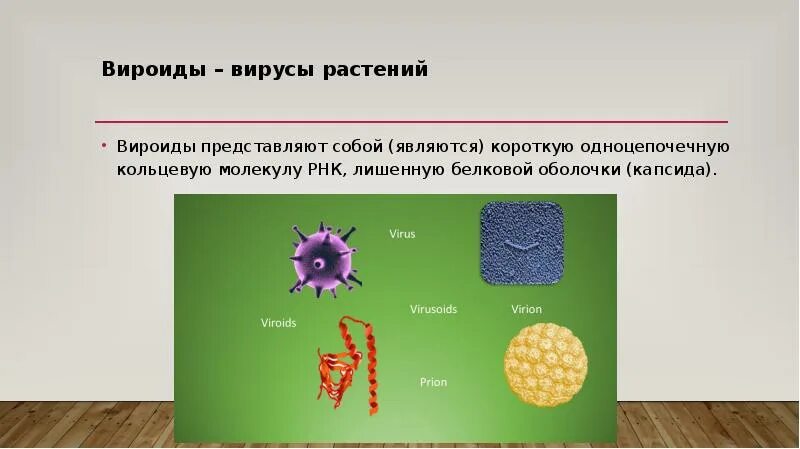 Названия вирусов растений. Названия вирусов растений. Симптомы вирусных болезней растений. Циркуляция вирусов растений в природе. Вирусы вызывающие заболевания растений.