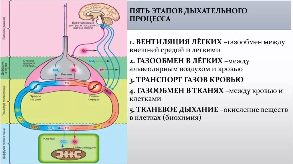 Обмен газов между легочным воздухом и