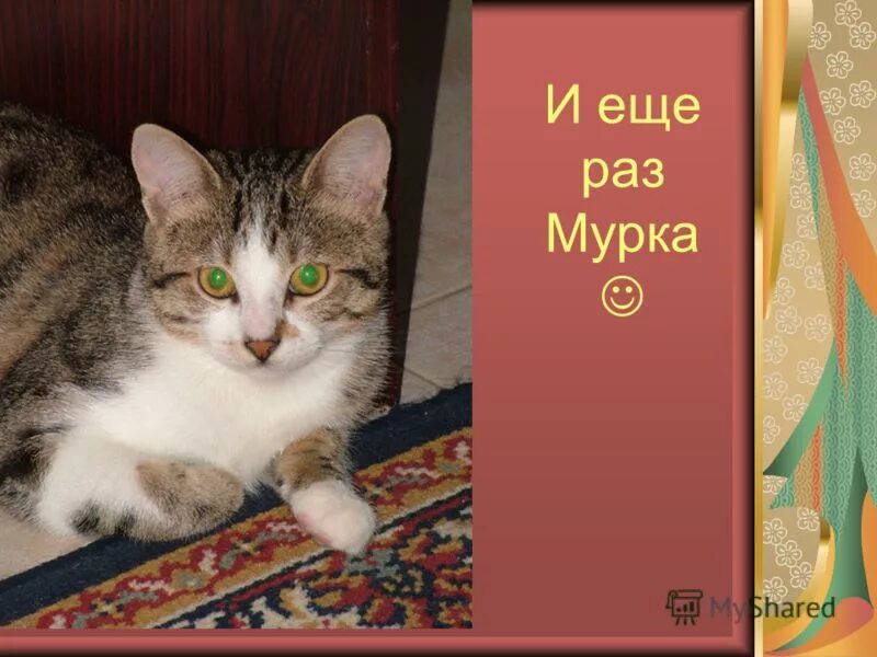 наша кошка мурка большая