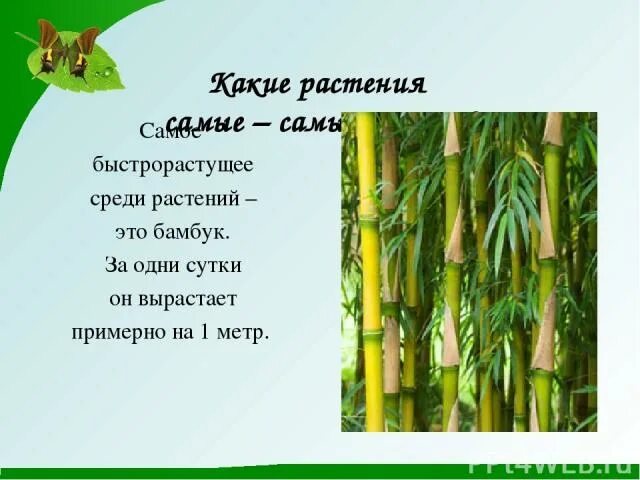 За сколько часов вырастает бамбук. Бамбук за сутки вырастает. Рост бамбука за сутки. Самое быстрорастущее растение в мире – это бамбук.. Росток бамбука за сутки.