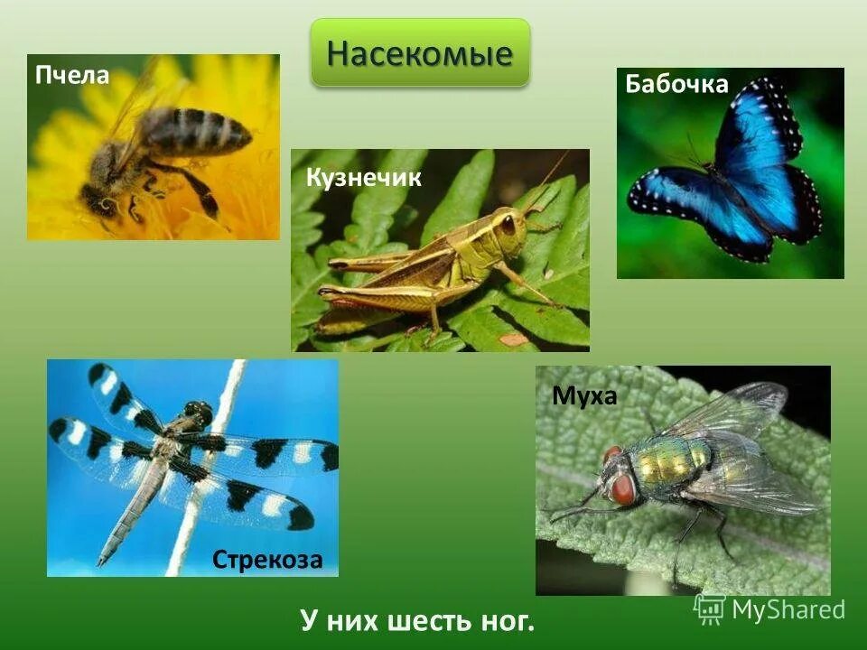 Насекомое пчела 2 класс. Насекомые окружающий мир. Насекомые 2 класс окружающий мир презентация. Насекомые для второго класса. Презентация насекомые 2 класс.