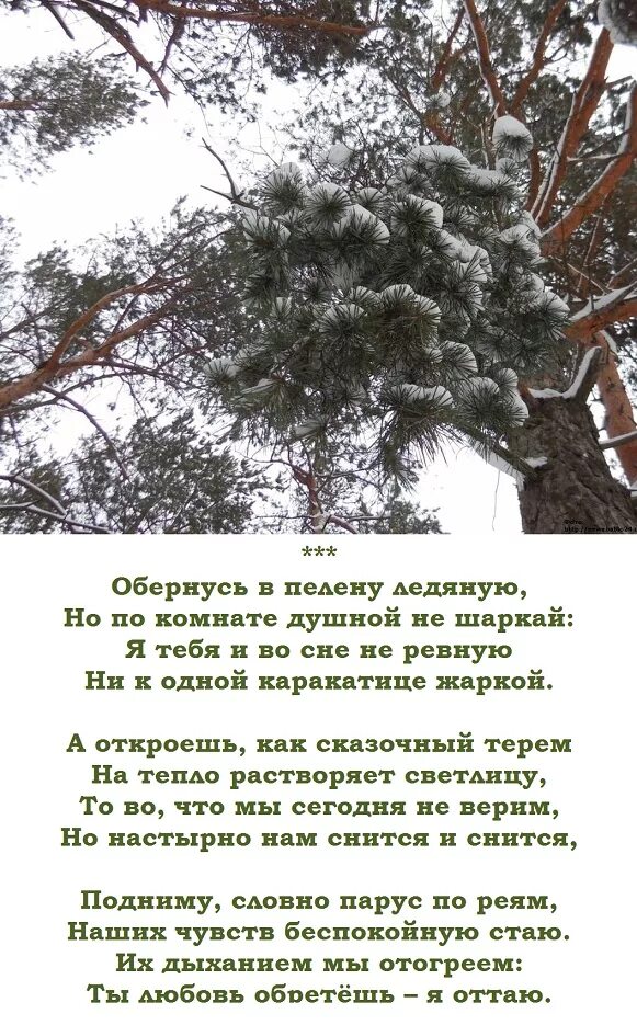 Словно пеленою стих. Что такое пелена в стихотворении. Прозаическое стихотворение на тему что снится деревьям. Стих времена года из пелены.