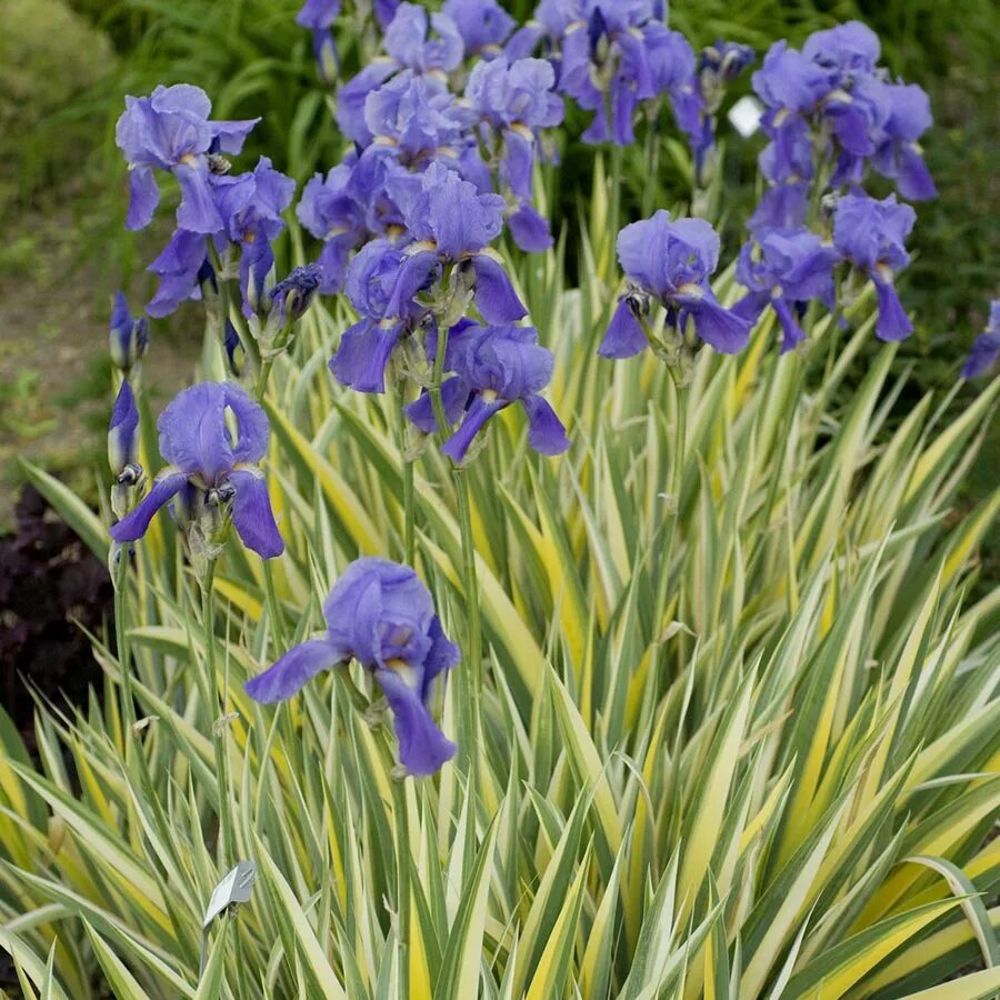 14 plants. Ирис Паллида Вариегата. Ирис бледный Вариегата. Вариегата (pallida) Ирис. Ирис Iris variegata.