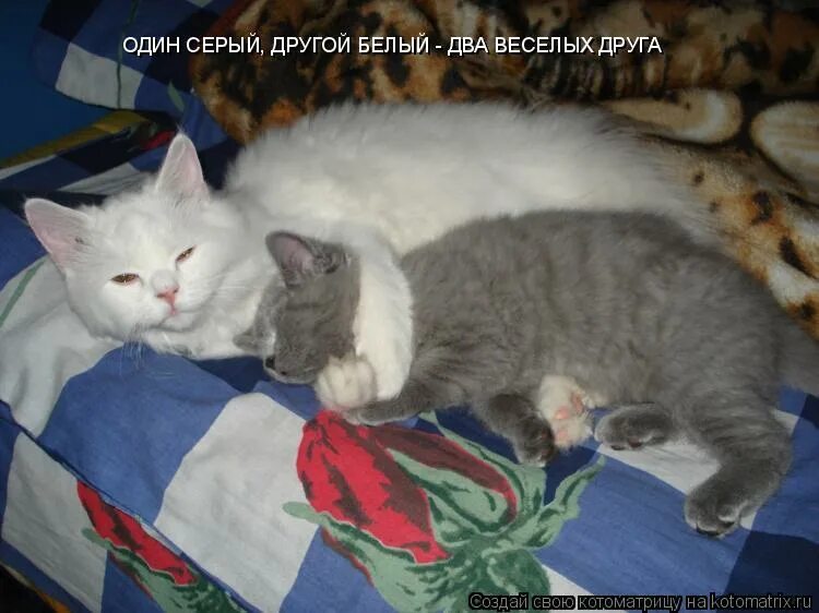 скульптура гуси ленины. гетерохромия карих глаз. другой серый. жили у бабуси два весёлых гуся один серый другой белый. гетерохромия голубой и карий.