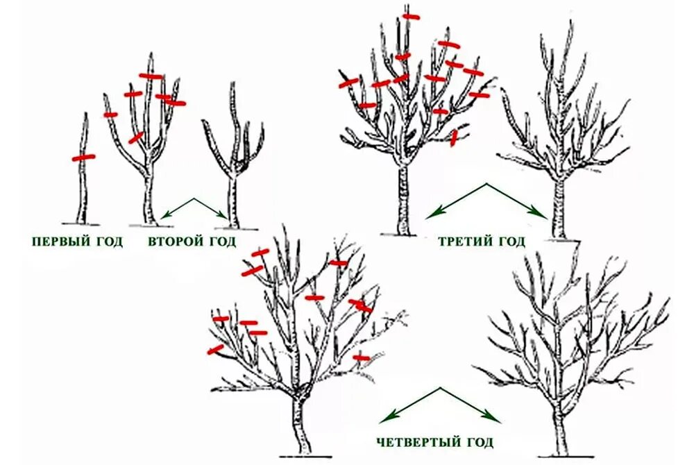 Осенняя обрезка яблони схема. Обрезка яблони формирующая схема. Схема обрезания плодовых деревьев. Обрезка плодовых деревьев весной яблони. До какого времени можно обрезать деревья весной