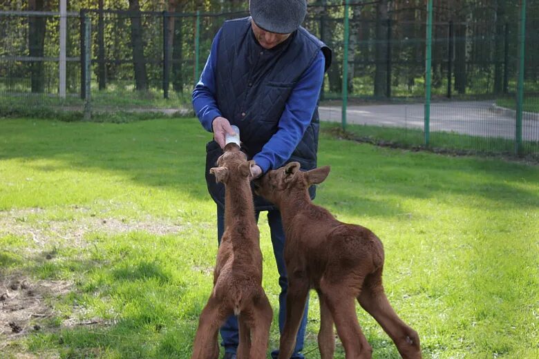 Гориллы в московском зоопарке визури. Как то в зоопарк привезли диких. По 6х36 на тигр. Тигр покусал тигр багдасарова артура. Зооботанический зоопарк казань.