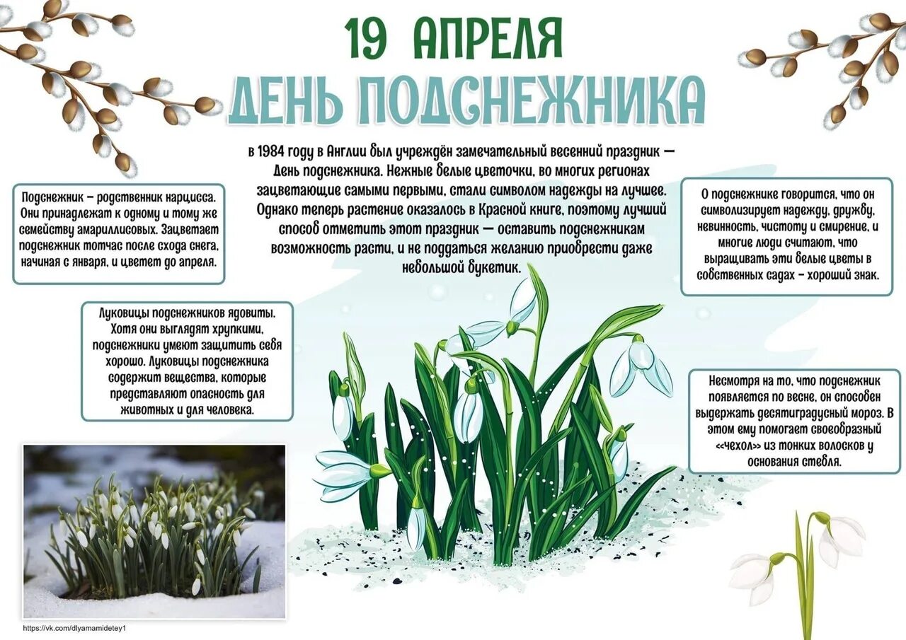 Почему 19 апреля. День подснежника. 19 апреля праздник день подснежника. с праздником с днем подснежника. подснежник 19 апреля.