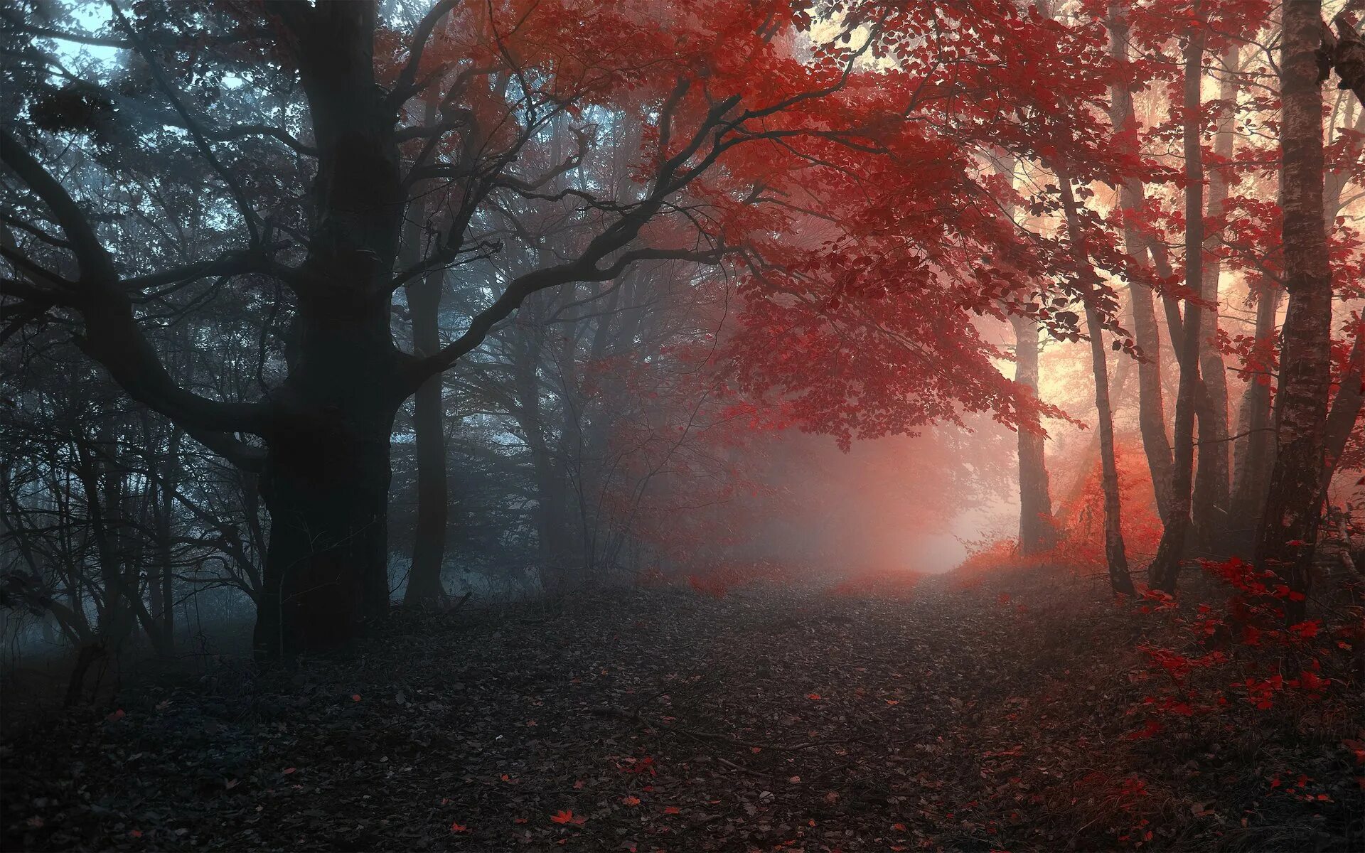 Фулл в лесу. Janek Sedlar фотограф. Осень в лесу. Туманный лес. Мрачный пейзаж.