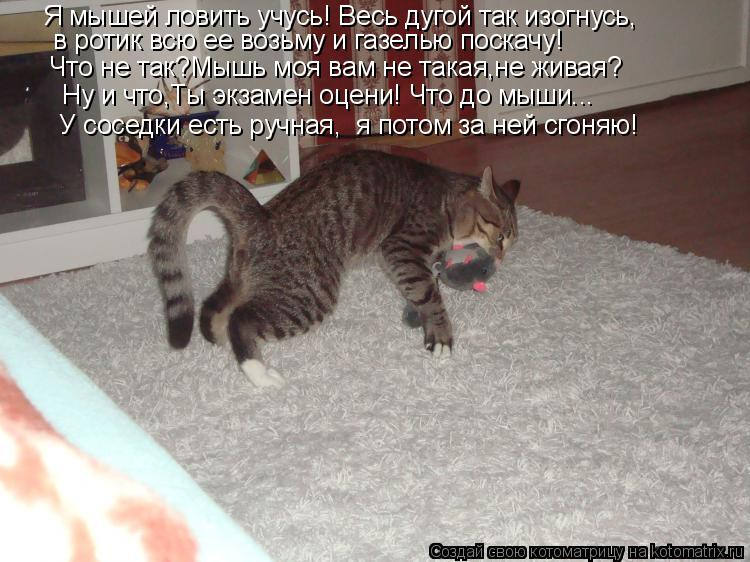 Тихо без звука ходит мяука возле меня. Без вариантов прикол. Тише без вариантов. Одна из черепашек пиздит. Без вариантов карикатура.