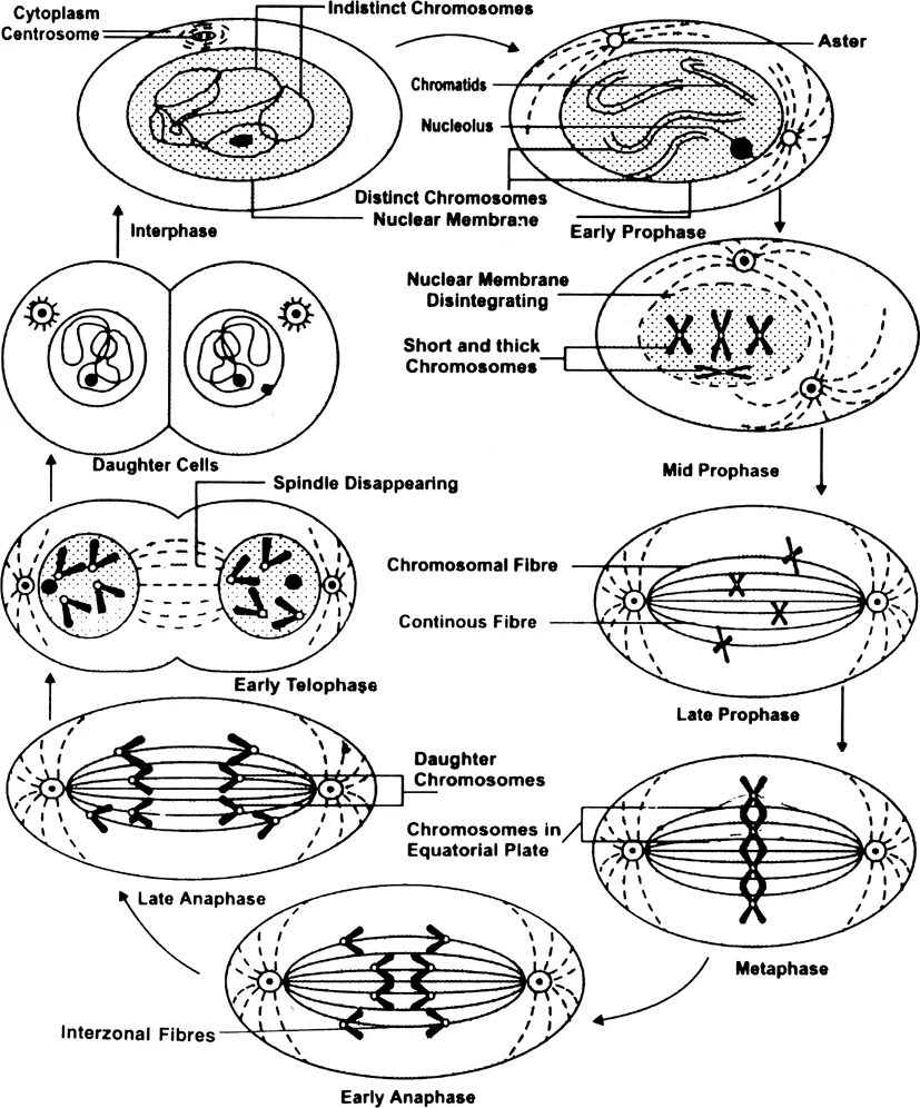 Тест клетка егэ. Mitosis in Plant and animal Cells. Схема жизненный цикл клетки ЕГЭ график. Бедана клетка схема. Схема жизненный цикл клетки ЕГЭ таблица.