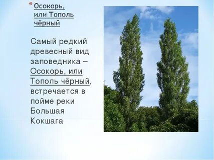 Тополь латинское название