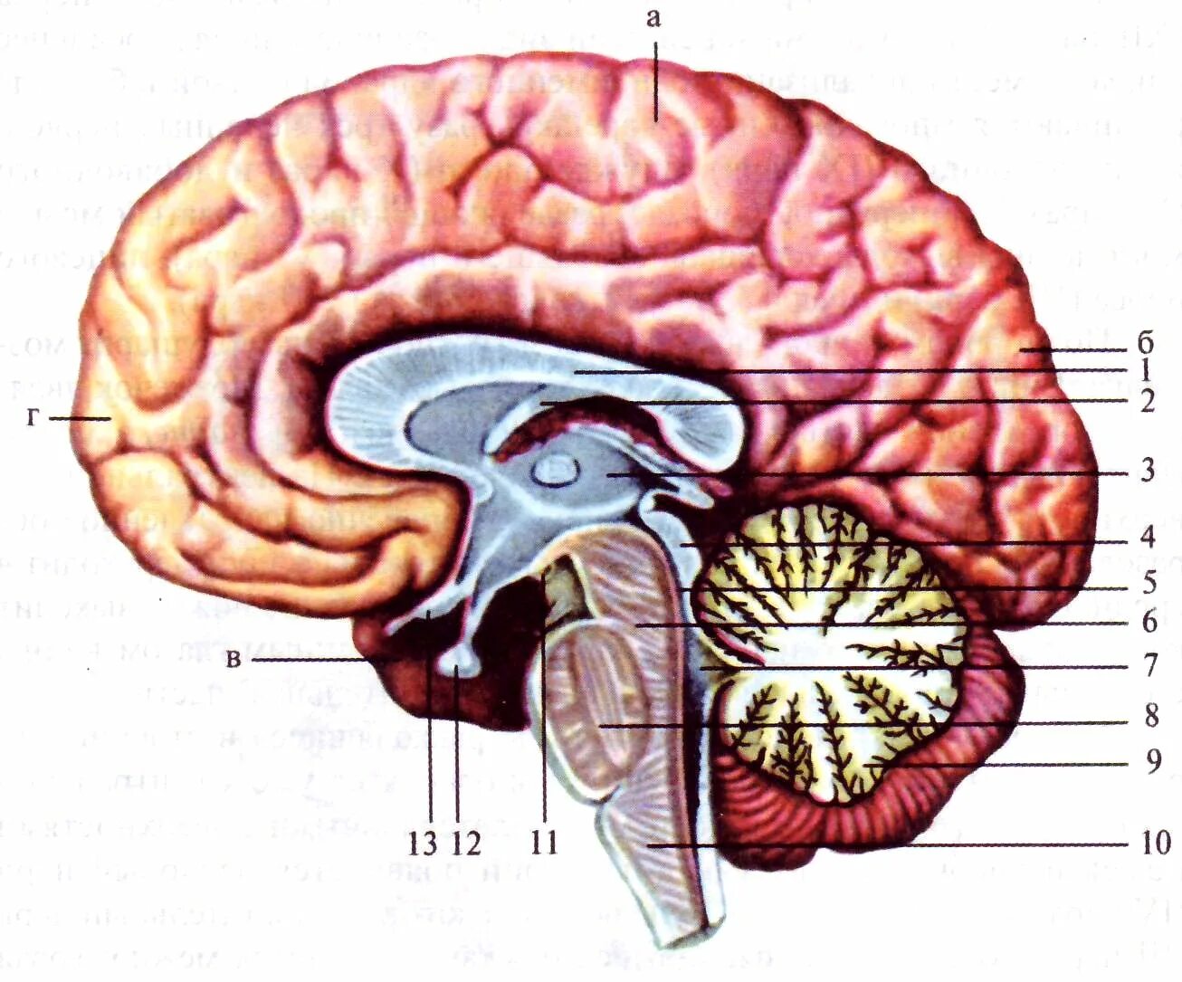Сагиттальный разрез мозга. Срединный Сагиттальный срез головного мозга. Головной мозг сегментальный разренз. Саггмтальный разрез мозга. Длинные отростки головного мозга
