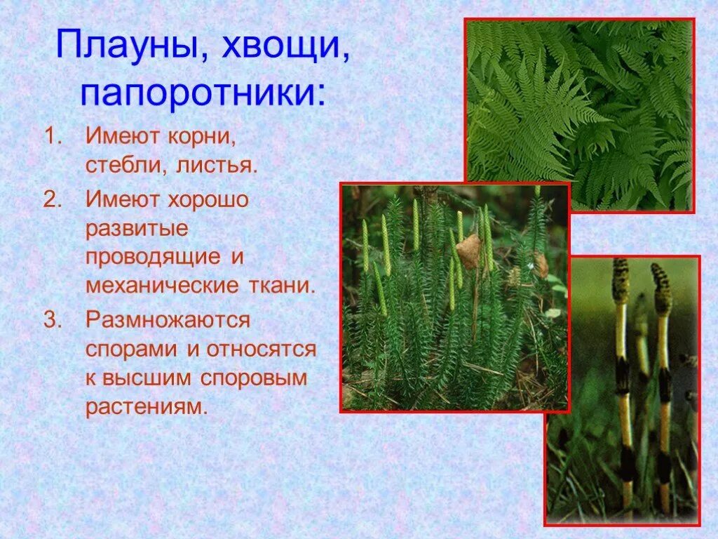 Плауновые хвойные папоротниковые однодольные. Папоротники хвощи и плауны высшие споровые. Плауны хвощи папоротники - споровые растения 5 класс биология. Мхи хвощи плауны. Папоротники хвощи плауны названия.