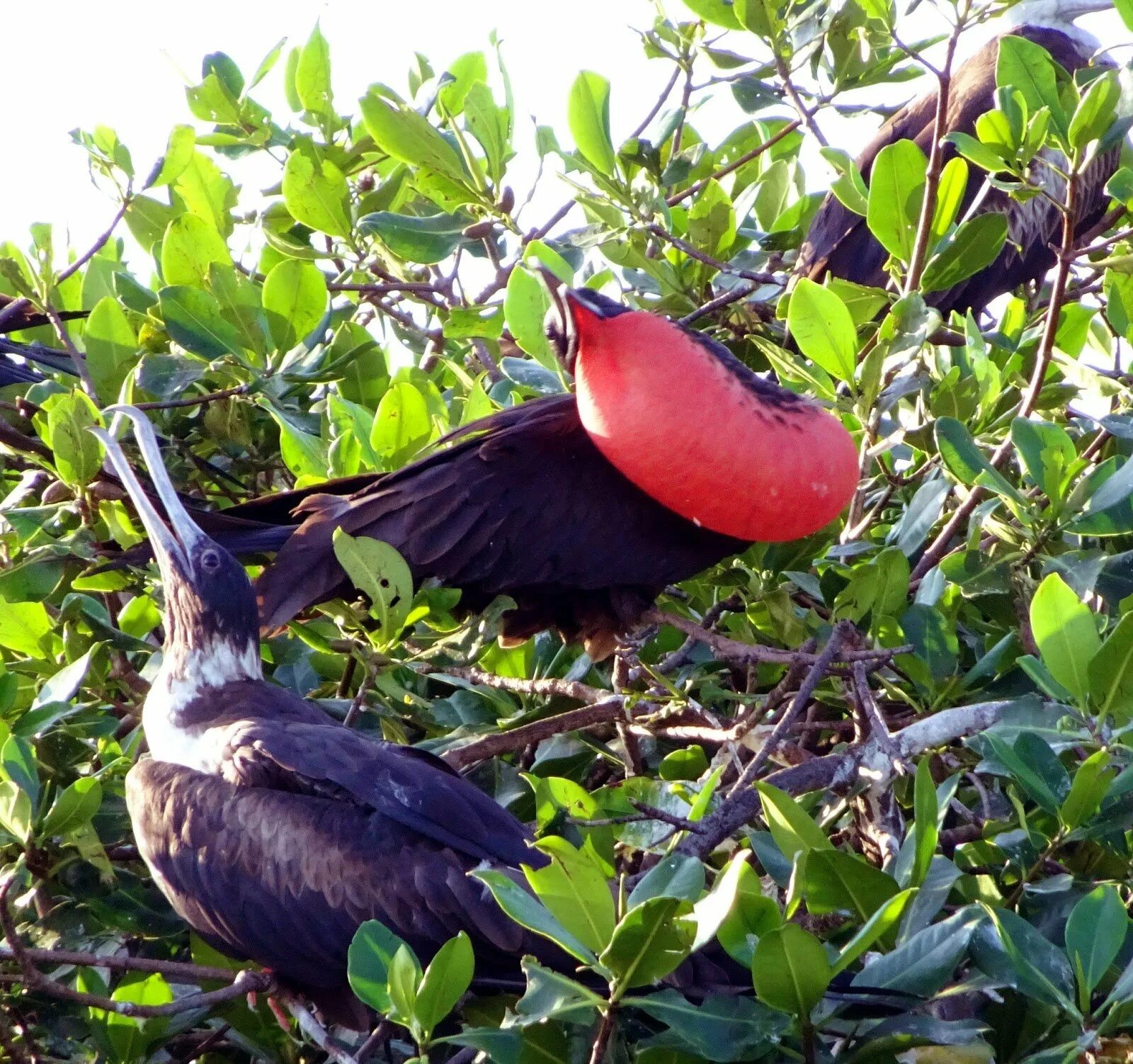 Great frigate birds found able to fly for months at a time