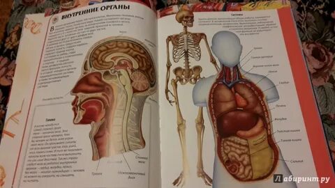 Атлас органов человека по анатомии