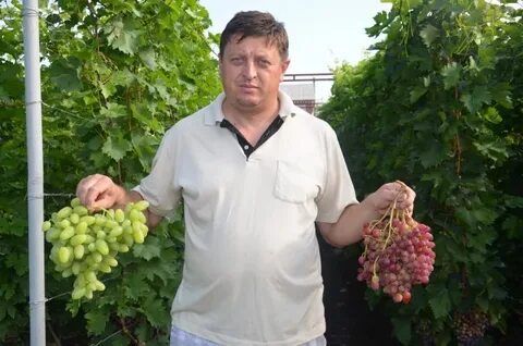 Каталог саженцев винограда