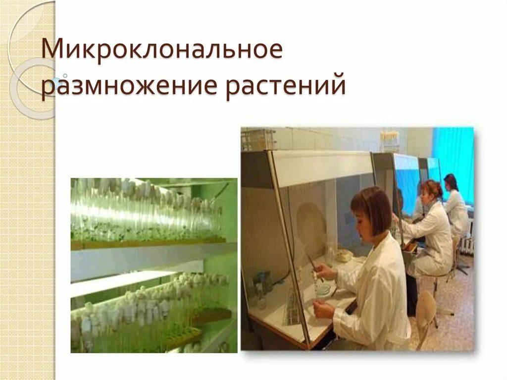 Микроклоналъное размножение растений». Микроклональное размножение растений схема. Каллусная ткань. Этапы многоклонального размножения. Этапы клонального микроразмножения растений.