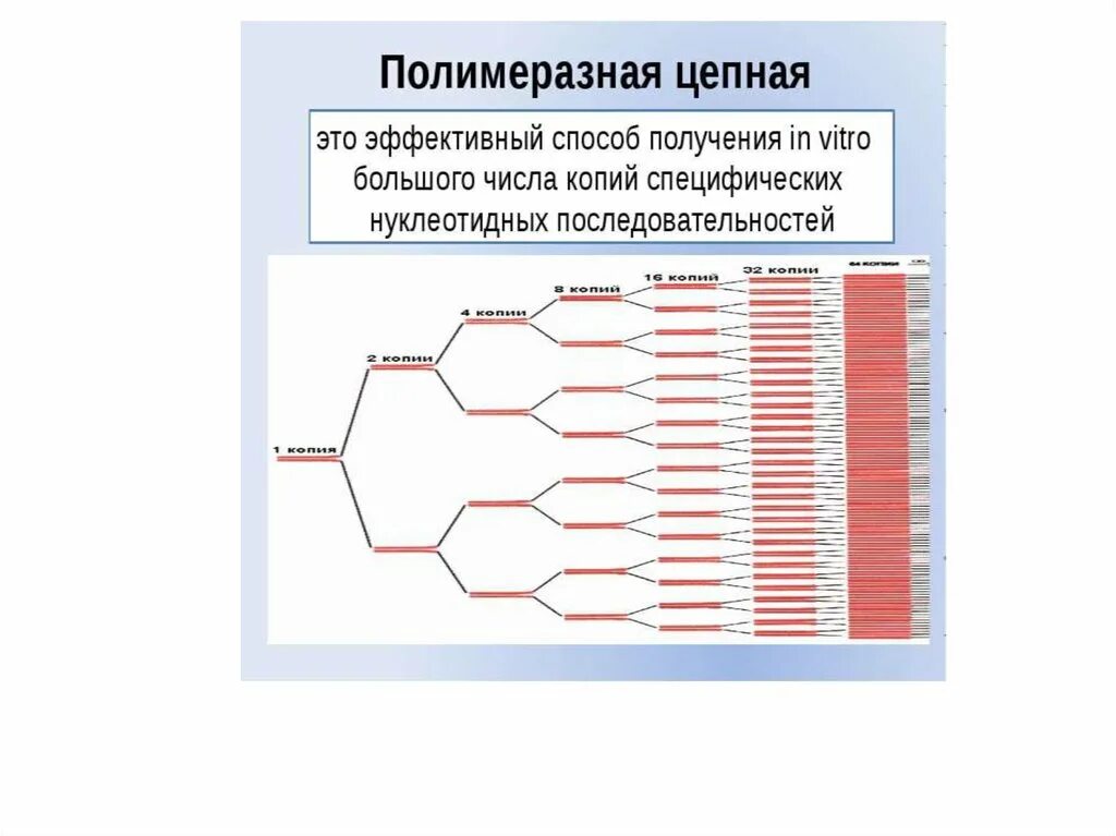 Материал пцр полимеразную цепную. Количественная полимеразная цепная реакция (кпцр). полимеразная цепная реакция презентация. полимеразная цепная реакция метод презентация. полимеразная цепная реакция микробиология презентация.