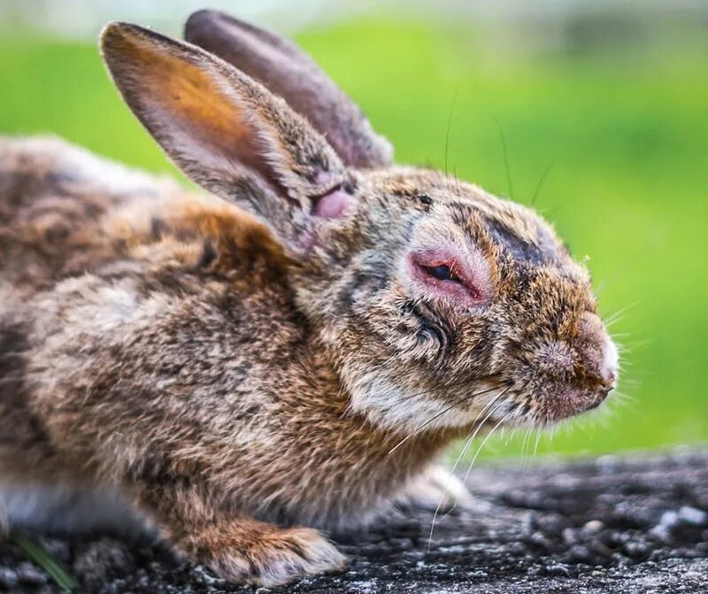 Toxic and Tragic: Testing on Animals Animals Used for Experimentation - Issues -