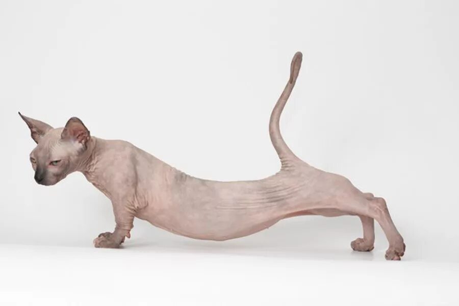 Thin tail