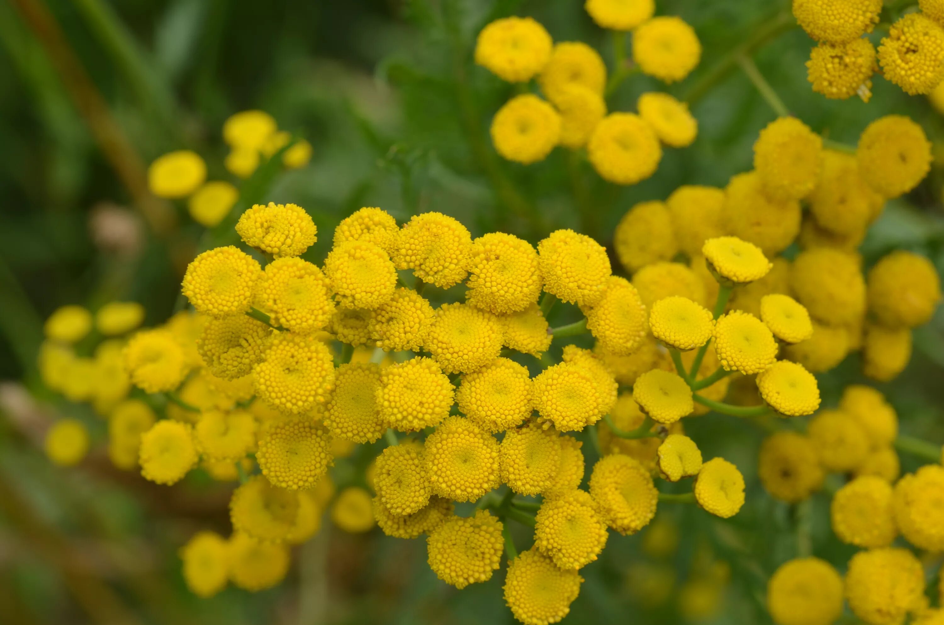 Пижма обыкновенная (tanacetum vulgare l. Пижма (раст. Сложноцветных). Сложноцветных). Пижма кучерявая криспа.