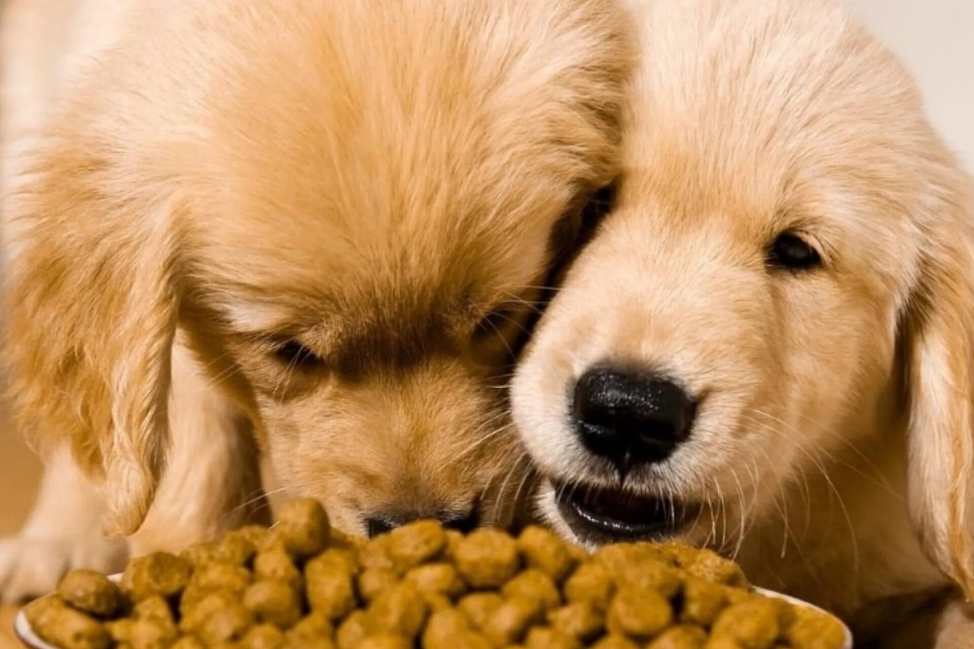 цвергпинчер щенок 1. сухой корм для маленьких щенков. корм для карликовых собак. карликовый пинчер кормление щенка. Proplan duo delice для собак карликовых пород лосось 700гр.