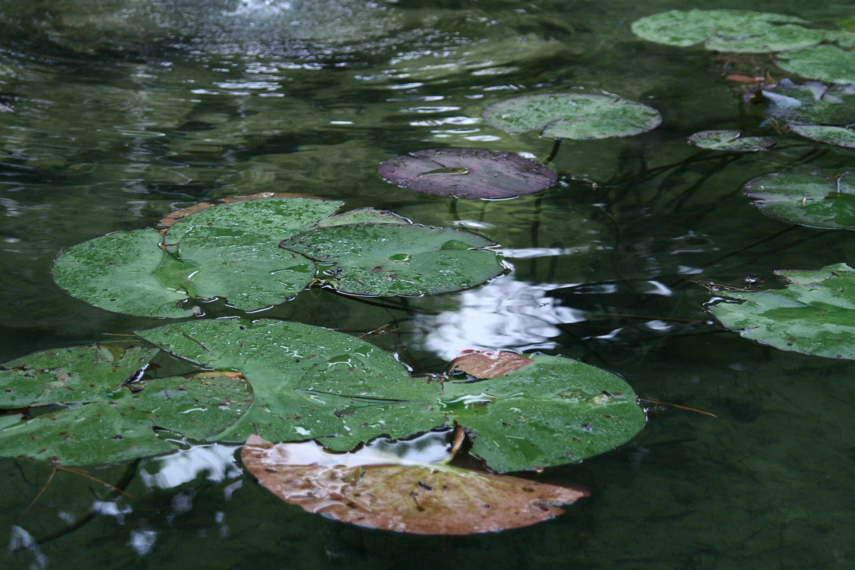 Кал плавает на поверхности воды. Вода в пруду. Водоёмы и водные потоки. Поверхность воды пруд. Водяной в пруду.