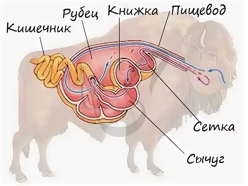 Пищеварительная система жвачных млекопитающих. Сычуг книжка рубец. пищеварительная система млекопитающих жвачных животных. рубец сетка книжка сычуг. многокамерный желудок крс анатомия.