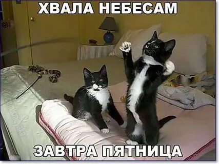 Котики четверг