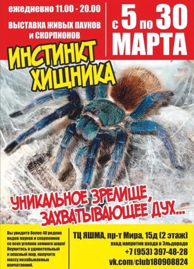 Тц уровни краснодар пауки