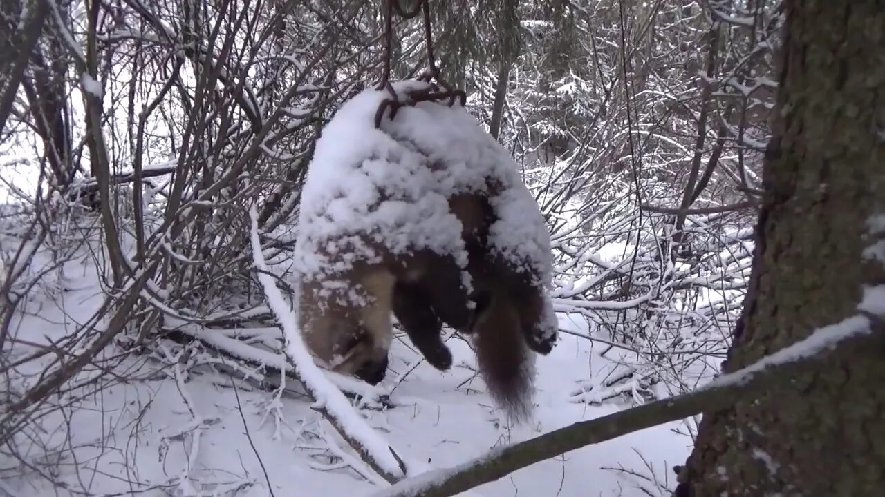 Бобр капканом видео. Сельские будни охота на куницу. охота на куницу и бобра.