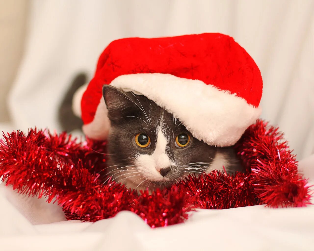 Кошечка последний. Новогодний кот. Новогодние котята. Котик в новогодней шапочке. Коты в новогодних шапках.