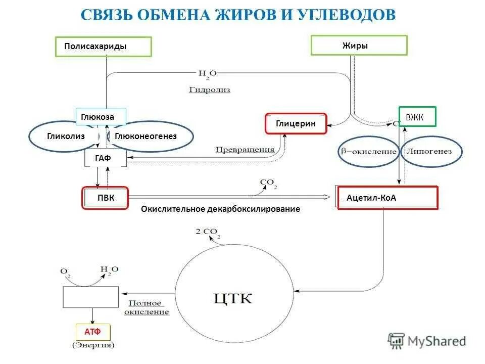 Белковый жировой и углеводный обмен. Схема превращения углеводов в жиры. Схема белкового жирового углеводного обменов. Углеводный обмен схема биохимия. Взаимосвязь углеводного и белкового обменов.