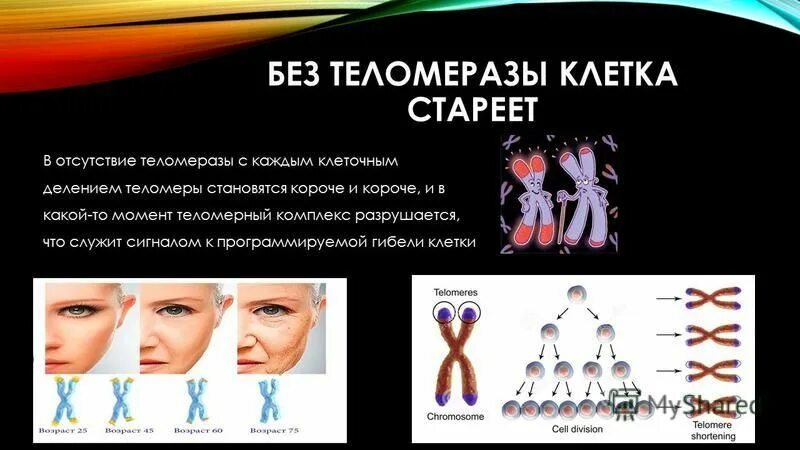 теломеры днк. теломезарная теория старения. генетика старения. генетика картинки. человеческая днк.