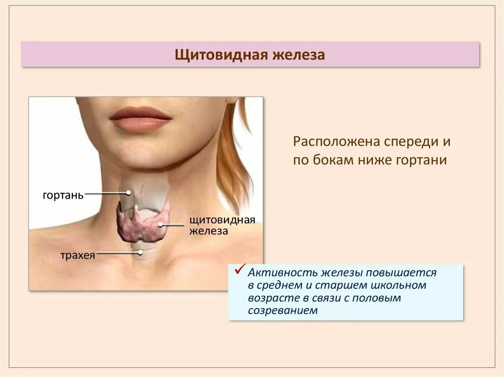 В какой полости расположена щитовидная железа. Схема расположения щитовидной железы в организме человека. Расположение щитовидной железы у женщин схема. Щитовидная щитовидная железа. Щитовиднаяжелезы расположение.