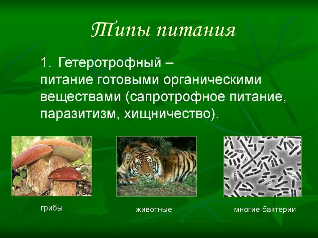 Признаки гетеротрофного питания. Гетеротрофный Тип питания. Что такое гетеротропный Тип питания. Типы питания гетеротрофы. Тип питания животных гетеротрофный.