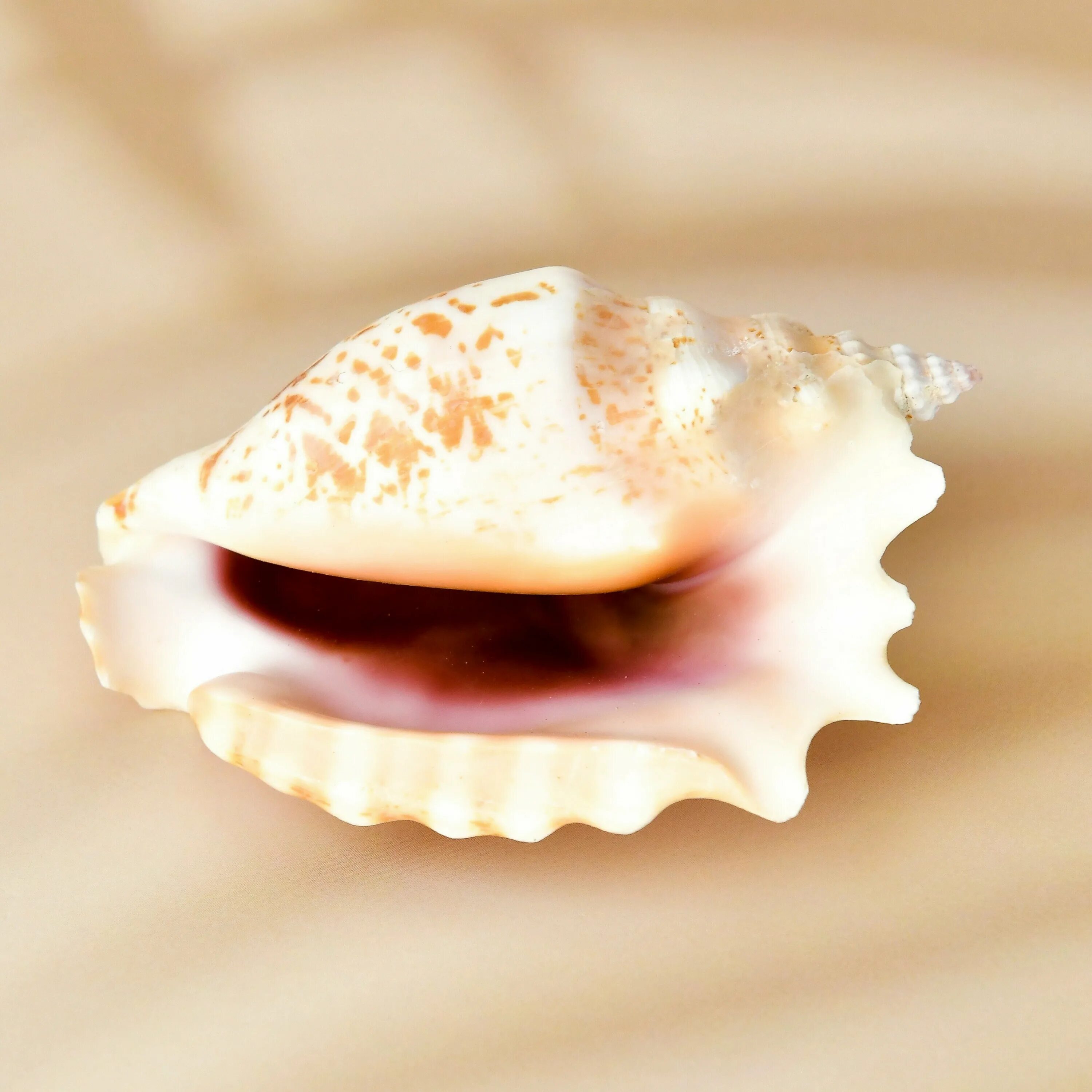 Стромбус синуатус. Ракушка Strombus. Королевский Стромбус моллюск. Strombus sinuatus - Стромбус синуатус. Натуральная ракушка