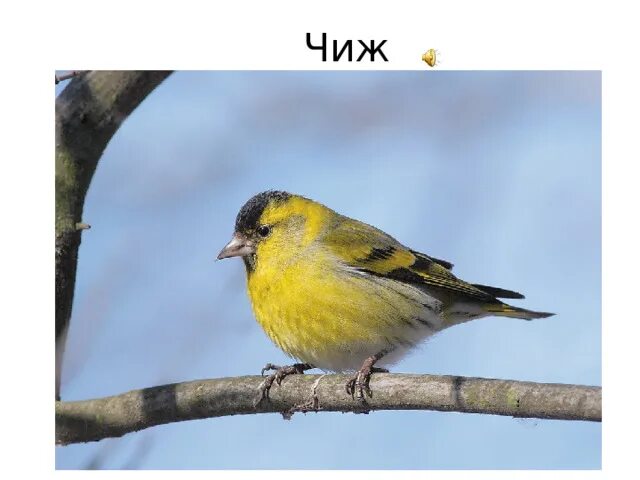 Щебечут чижи составить